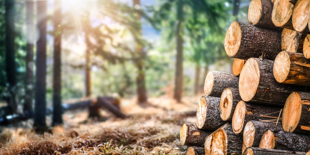 Pile of logs in a forest