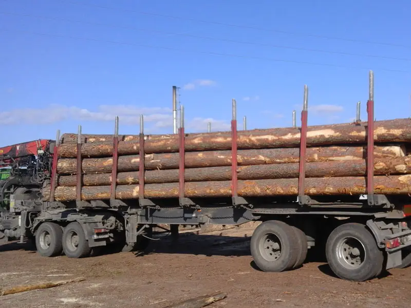 Pile of tree logs on the back of a lorry