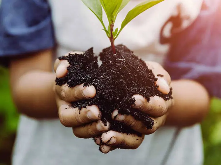 Close up of a person's hands holding soil